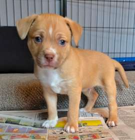 Photo of CT Manicotti avail Dec 27