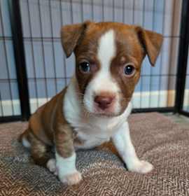 Photo of CT Ditalini avail Dec 27