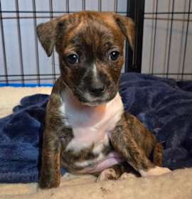 Photo of CT Rotini avail Dec 27