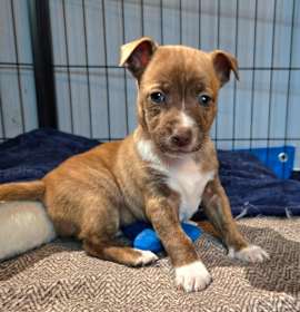 Photo of CT Rigatoni avail Dec 27