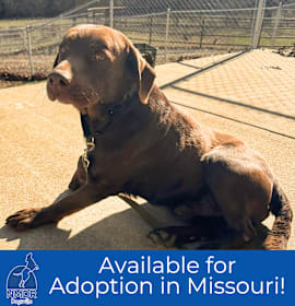 Photo of Kobi - Missouri (D25-89)