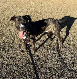 Photo of Bobbie Dixon