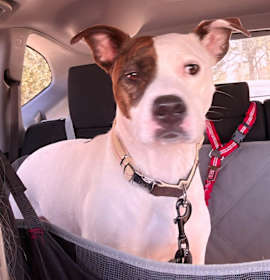 Photo of Snickers Pie