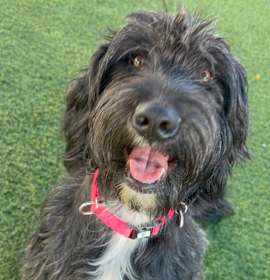 Photo of Annabelle A2247347