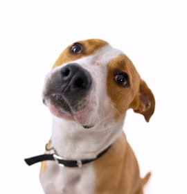 Photo of Buzz Lightyear