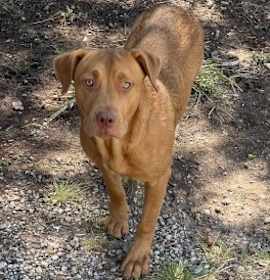 Photo of Daphne/bear