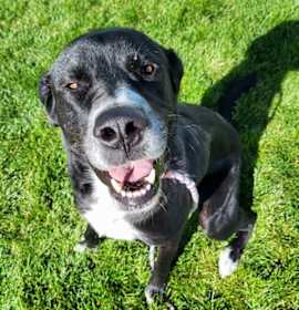 Photo of Pebbles 45369