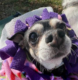 Photo of Frida (bonded Pair)