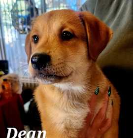 Photo of Dean