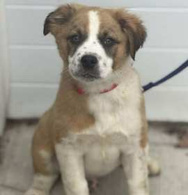 Photo of Holiday Pups - Kringle