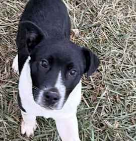 Photo of Holiday Pups - Noel