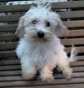 Photo of MALTIPOO