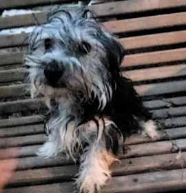 Photo of YATZEE YORKIE/BICHON