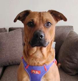 Photo of TEDDY TWILIGHT