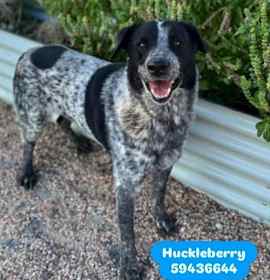Huckleberry photo 3