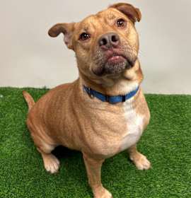 Photo of Chicken Pot Pie