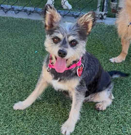 Photo of Abby - A2244955