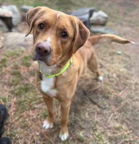 Photo of Gingerbread