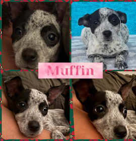 Photo of Muffin