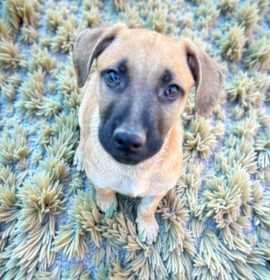 Photo of Eli Manning