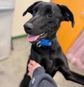 Photo of Harley (Peach)