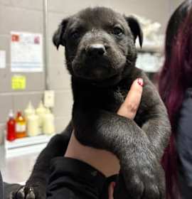 Photo of Grizzly Bear*