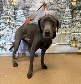 Photo of North Pole Paul*