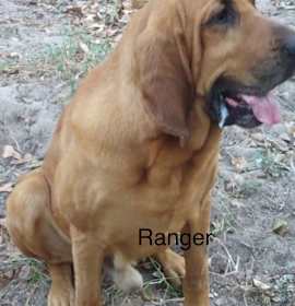 Photo of Ranger