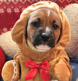 Photo of Fiddle Faddle (Nonsensical Pup)