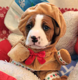 Photo of Buddy Biggles (Nonsensical Pup)