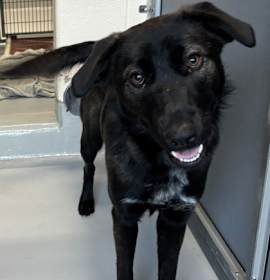 Photo of Remona 1445-25