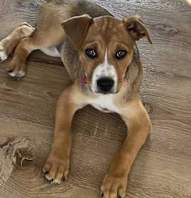 Photo of Autumn the mixed breed puppy