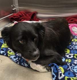 Photo of Harvest - PENDING ADOPTION