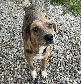 Photo of Apricot HW +