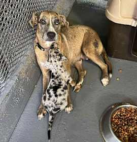 Photo of Peaches HW +