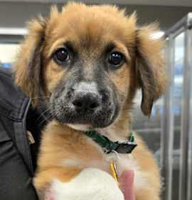 Photo of Hickory - AVAILABLE