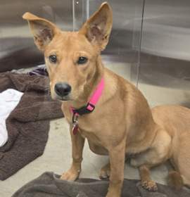 Photo of Lolli - AVAILABLE