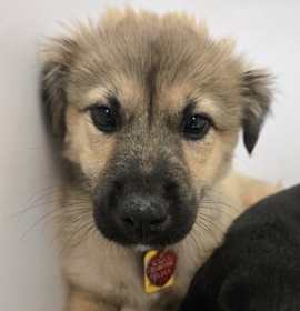 Photo of Clove - AVAILABLE