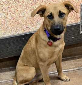 Photo of Dots - AVAILABLE