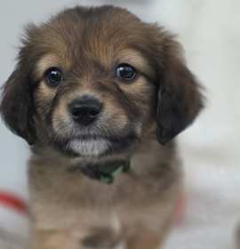 Photo of *A Holiday Litter* A