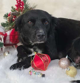 Photo of *A Holiday Litter*-Holly
