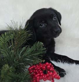 Photo of *A Holiday Litter* B