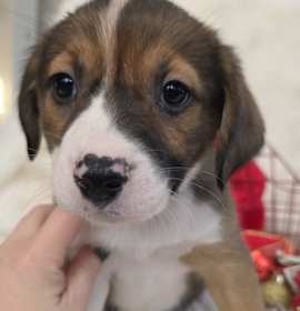 Photo of *A Holiday Litter* C