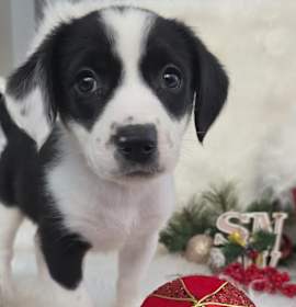 Photo of *A Holiday Litter* G