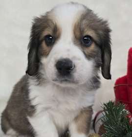 Photo of *A Holiday Litter* E