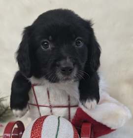 Photo of *A Holiday Litter* K