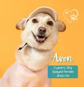 Photo of Avon-Adopted!!!