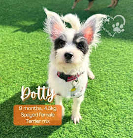 Photo of Dotty