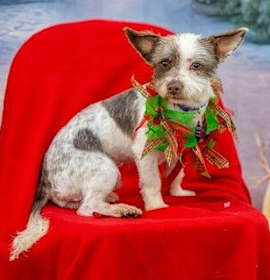 Photo of Merry D5277