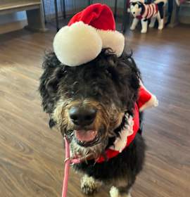 Photo of Whoopsie Daisy 3476